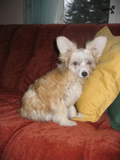 Chattanooga's She Only Knows