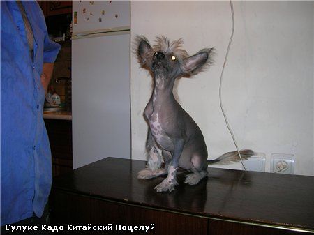 Kado Kitaiski Potselui Suluke