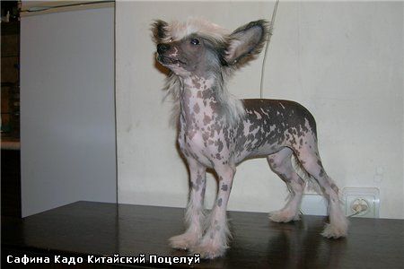 Kado Kitaiski Potselui Safina