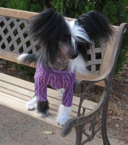 Silverwoods Adorabella O Kulana, AOM