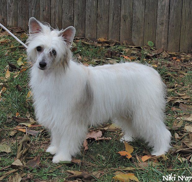 Wickhaven Shake Your Groove Thing