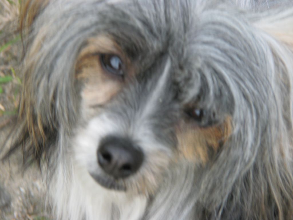 Enhörningens Eurydike