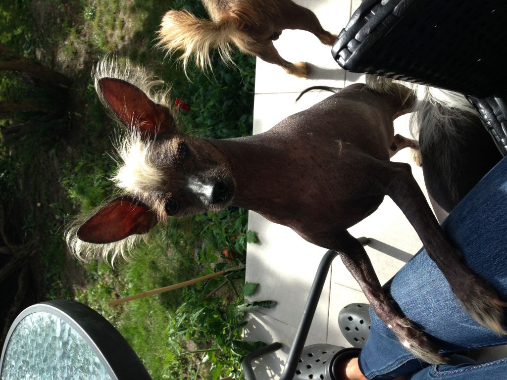 Enhörningens Extasion