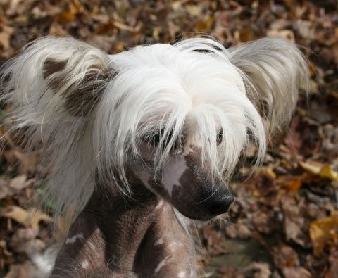 Kotickee's Miss Congeniality @ EverCrest