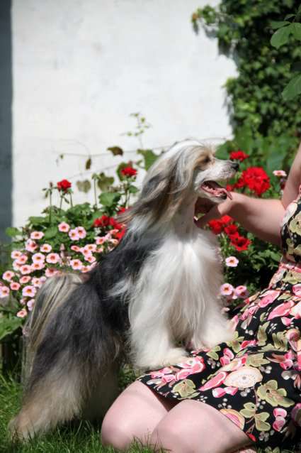 Family Song's Calvin