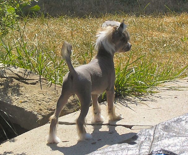 Altair's Life On Mars