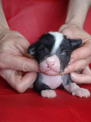 Arctic Glow  Vitos  Brilliant  Escort