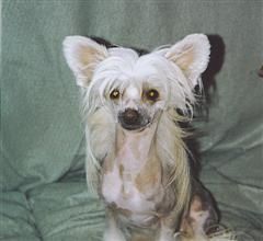 Dragonmagic's Kiss the Rain