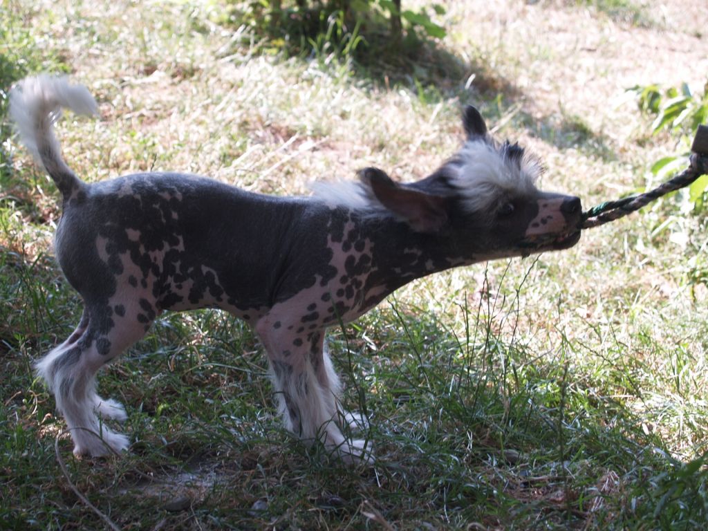 Asok Divoký tymián