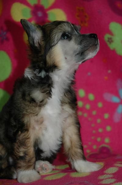 Timegarden Mini Marshmallow