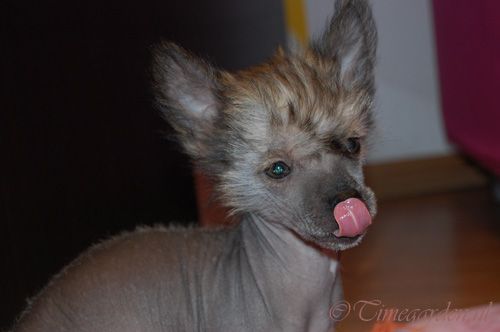 Timegarden Carnival Cotton Candy