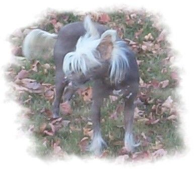 Kelly's Bare Necessities HL