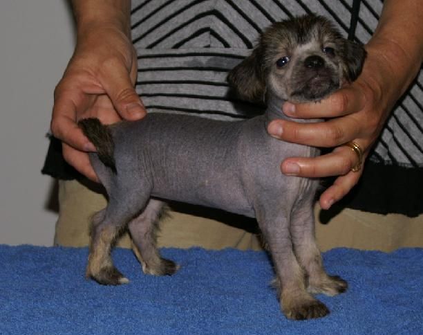 Gamla Bodens Mini Figaro