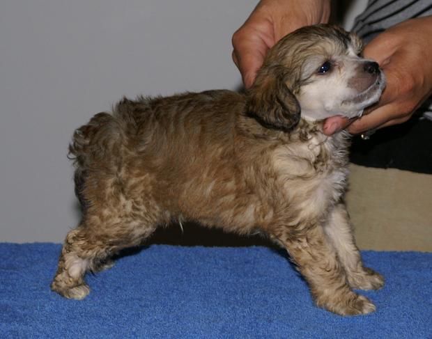 Gamla Bodens Mini Felix