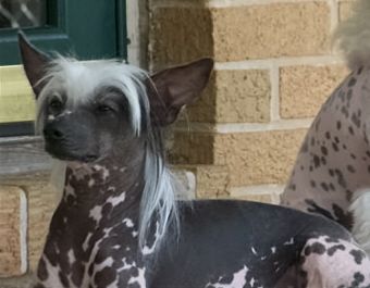 Makiki Majestic Grace