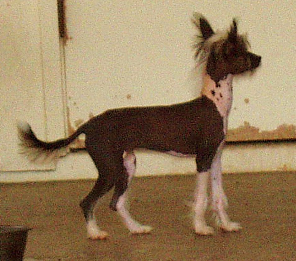 Marijo's K-Mac Kalamity Jane