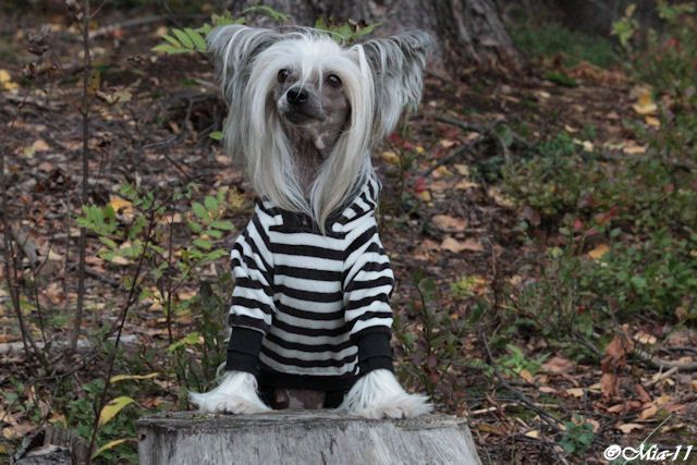 Tirlittan Elfinqueen