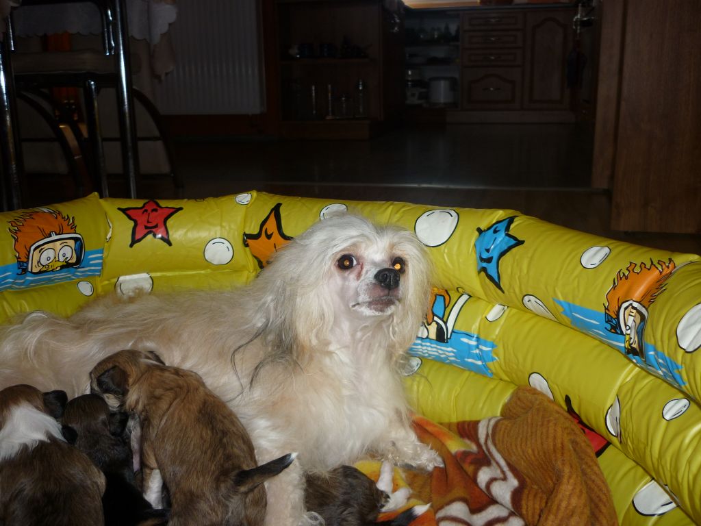 Fountain Daniela's Genus