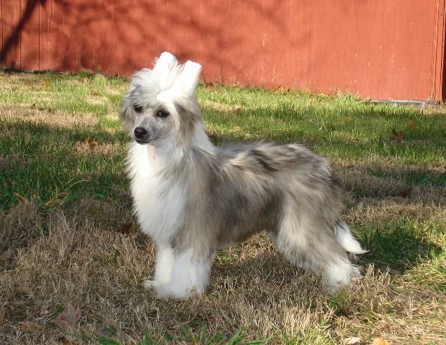 Faetura Blue Pea At Wickhaven