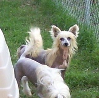 Rainbo's Krishna Roses are Red