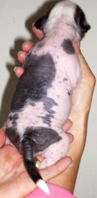 Big Spender of the Queens Club