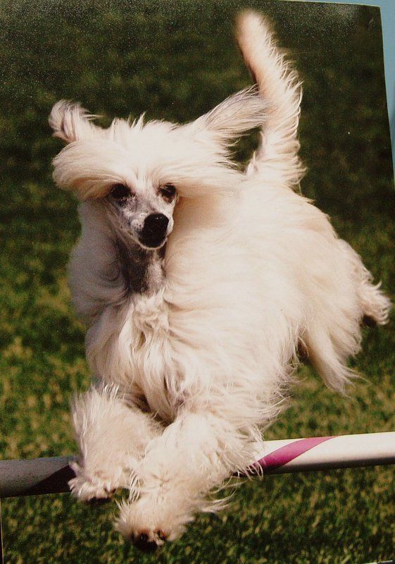 Tamarlane-Krishna's Spook CD OAJ AX