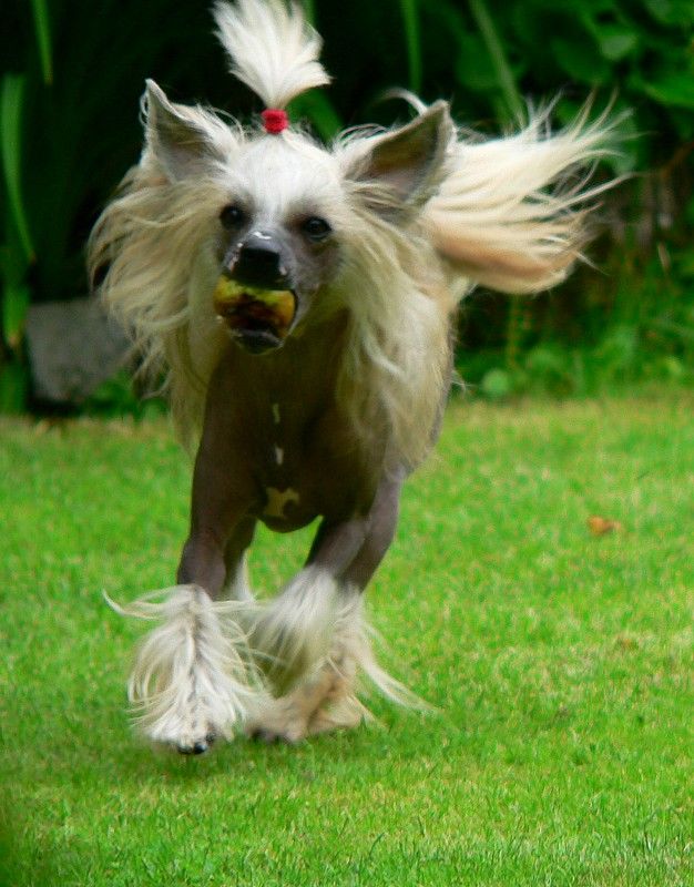 Hanako Miya Garden Roses