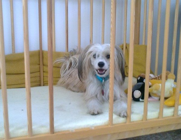 His Eminence Hideo Garden Roses