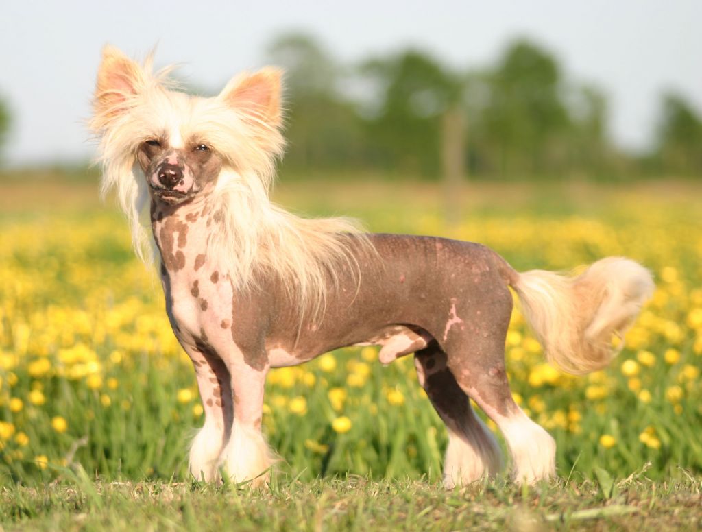 Happy Dancing GoGo Gadget