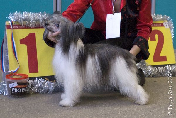 Dogland Happy Pandora