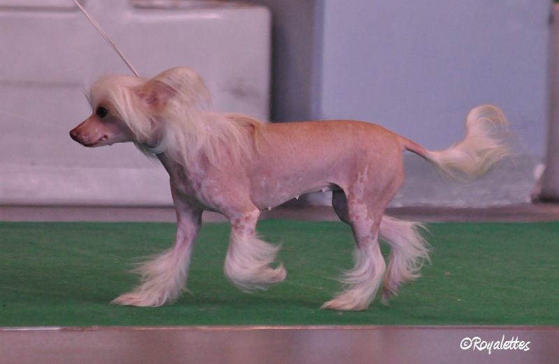 Jade Garden Heartstealer