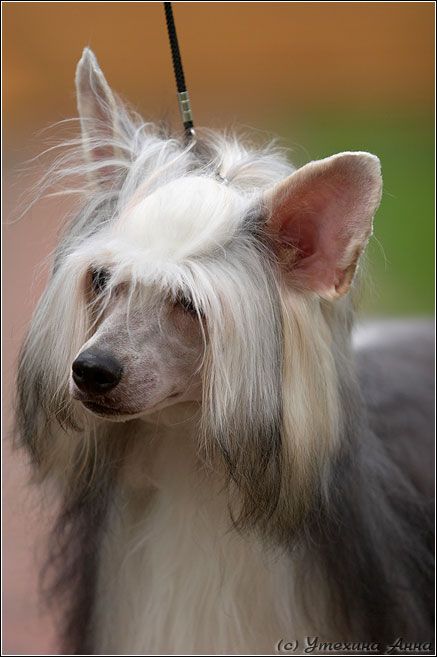 Russkiy Samurai Non Plus Ultra