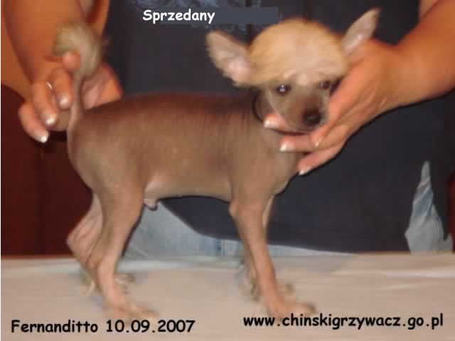 Fernanditto z Wyspy Uznam