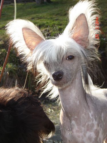 Melisa Lavandula at zerachiel