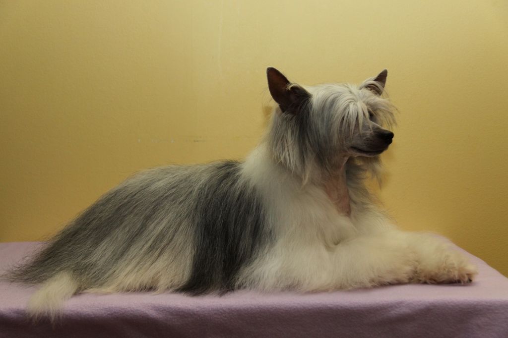 Miscanthus Lavandula