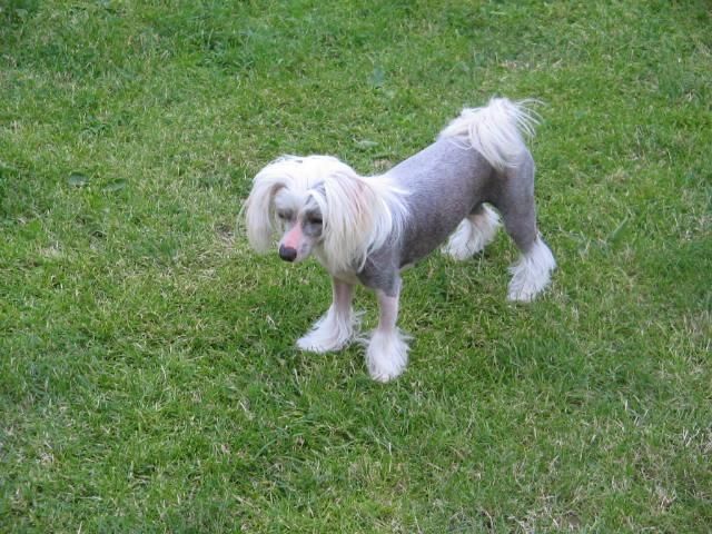 Ivory ze Zatopené chajdy