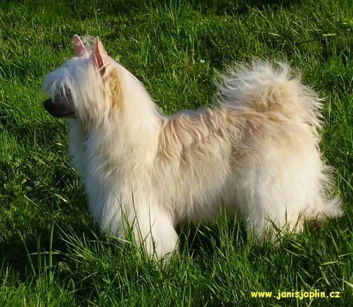 Iasmine ze Zatopené chajdy