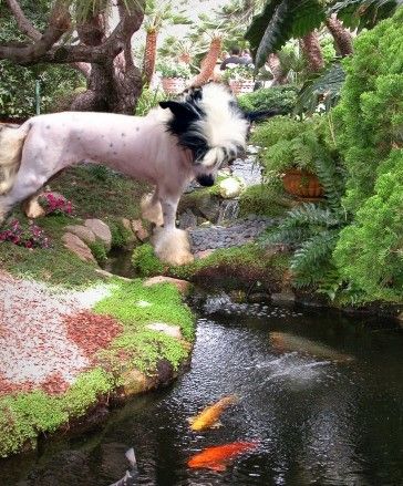 Shambhala's Panda-Images Of Angus