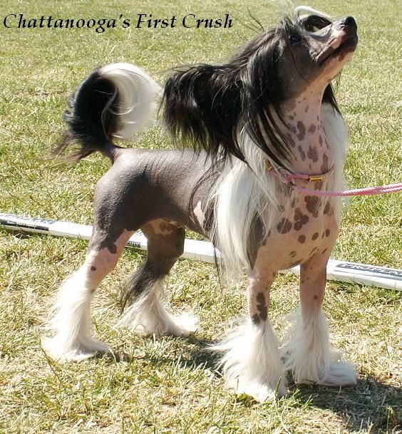 Chattanooga's First Crush