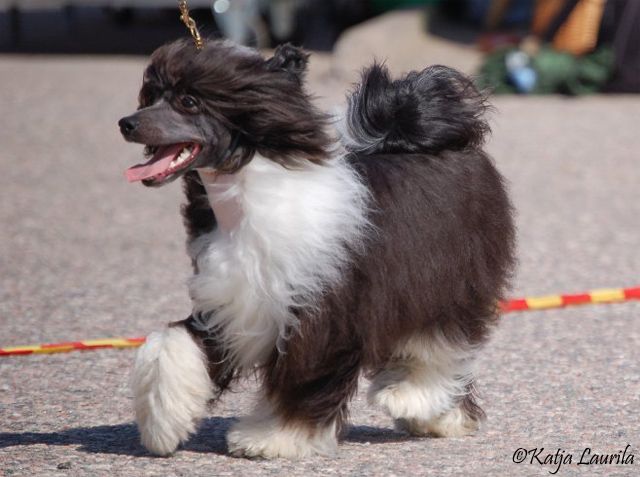 Chattanooga's False Alarm 