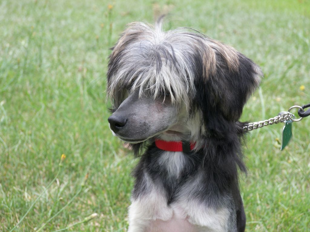 CMS Elegant Illusion