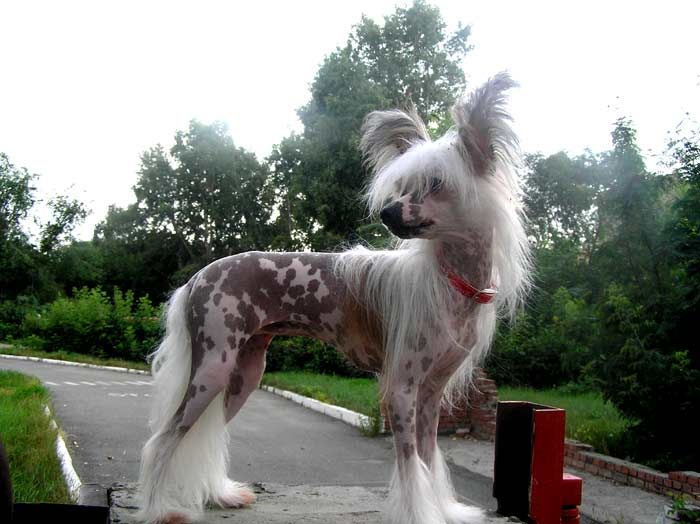 Leon Fleur De Lis Maria Mirabella