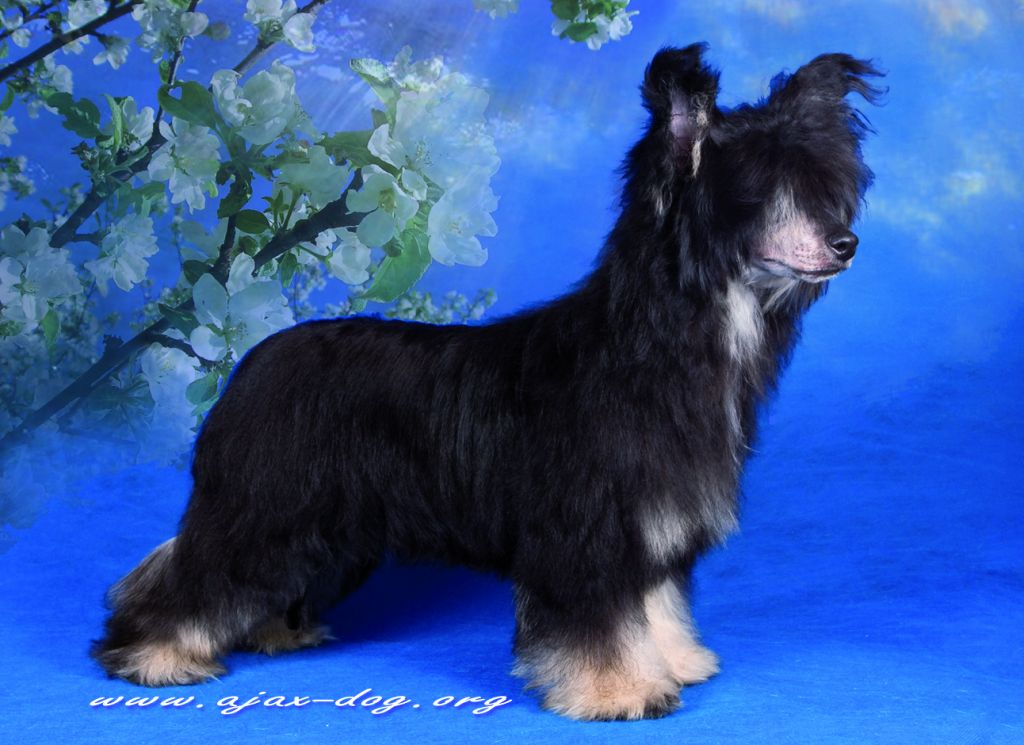 Talisman Udachi  iz Jablonevogo Sada