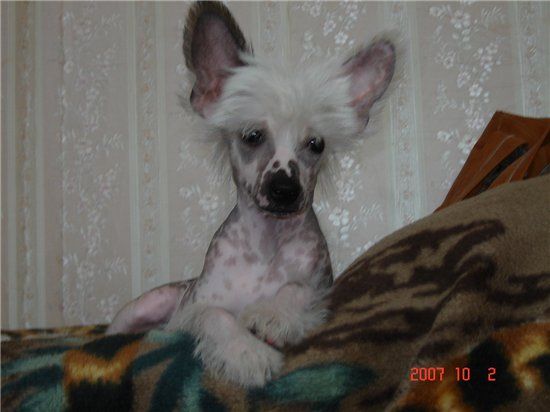 Rus Foreva Queen of my hart