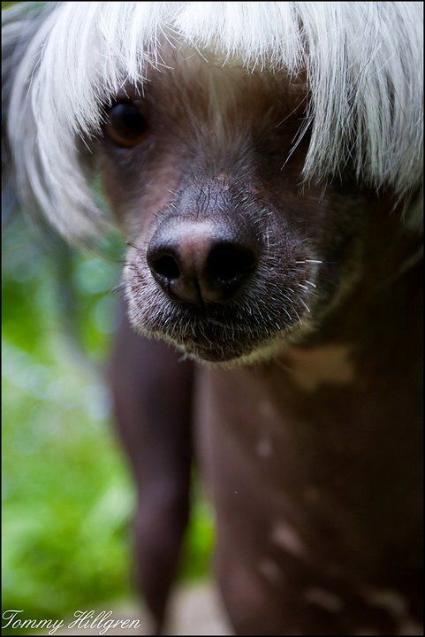 Denize'z Gizmo'z Painkiller