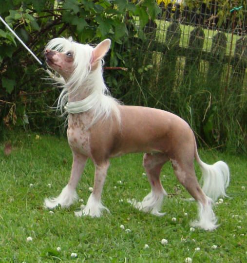 Proud Pony Limelight