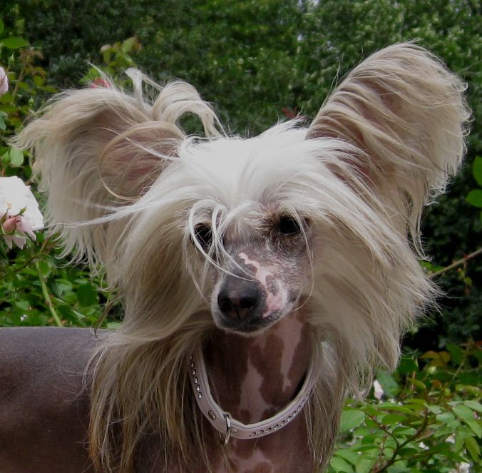 Silver Tauer Valensiya