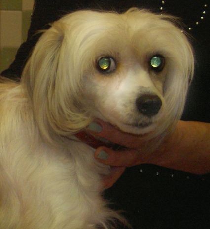 Nasledie Teodora Adelina Richi