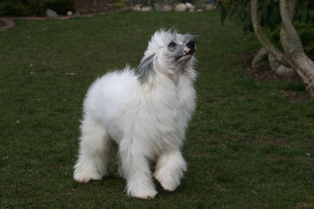  Solino's Lennox Lewis