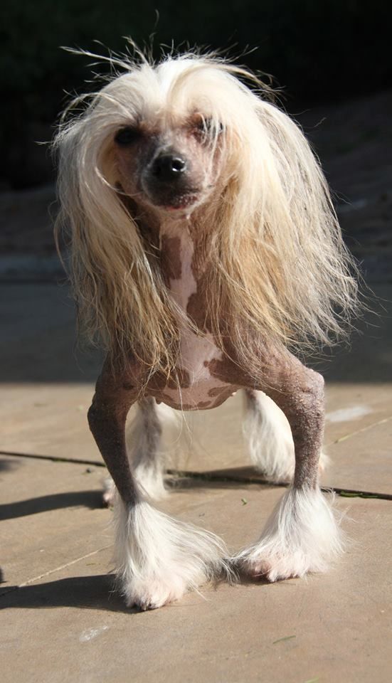 Solino's Long Daz Into Night